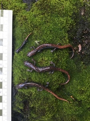 Pseudoeurycea leprosa