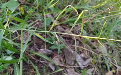 Adenophora stenanthina