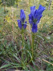 Gentiana decumbens