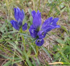Gentiana decumbens