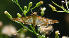 Epipagis fenestralis