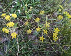 Bupleurum multinerve