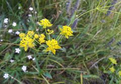 Bupleurum multinerve