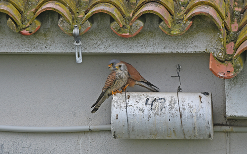 Cernícalo primilla (Falco naumanni)
