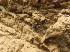 Filistata insidiatrix