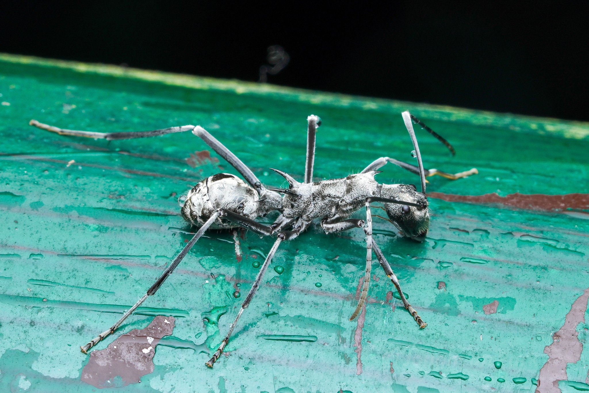 Polyrhachis scabra