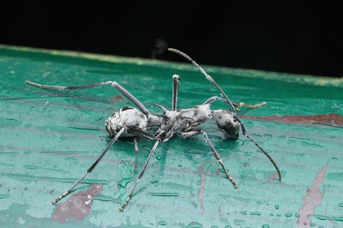 Polyrhachis scabraPolyrhachis scabra