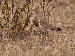 Vanellus superciliosus