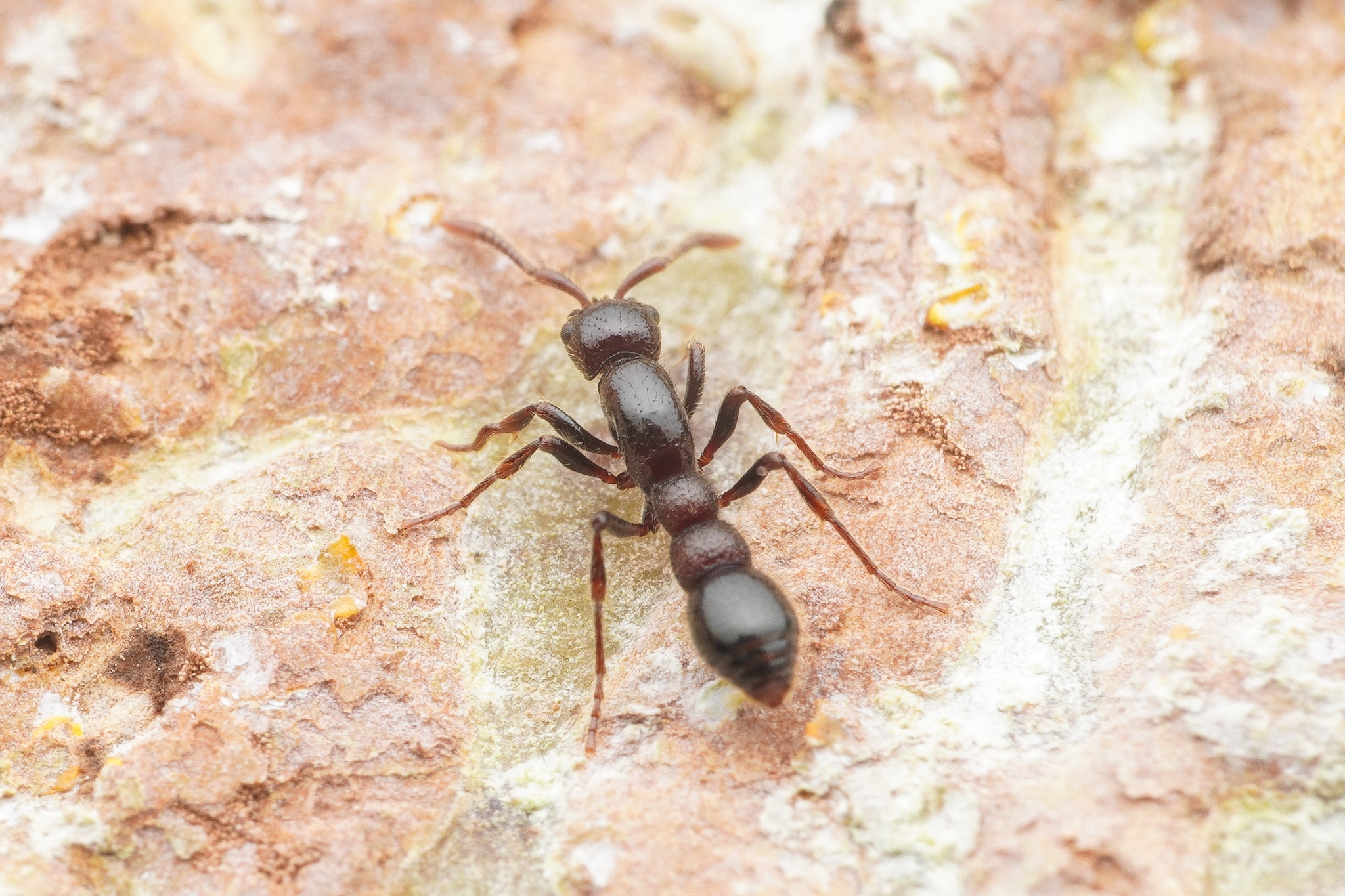 Parasyscia rufithorax