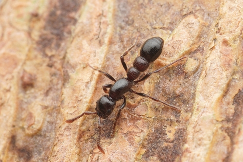 Parasyscia rufithoraxParasyscia rufithorax