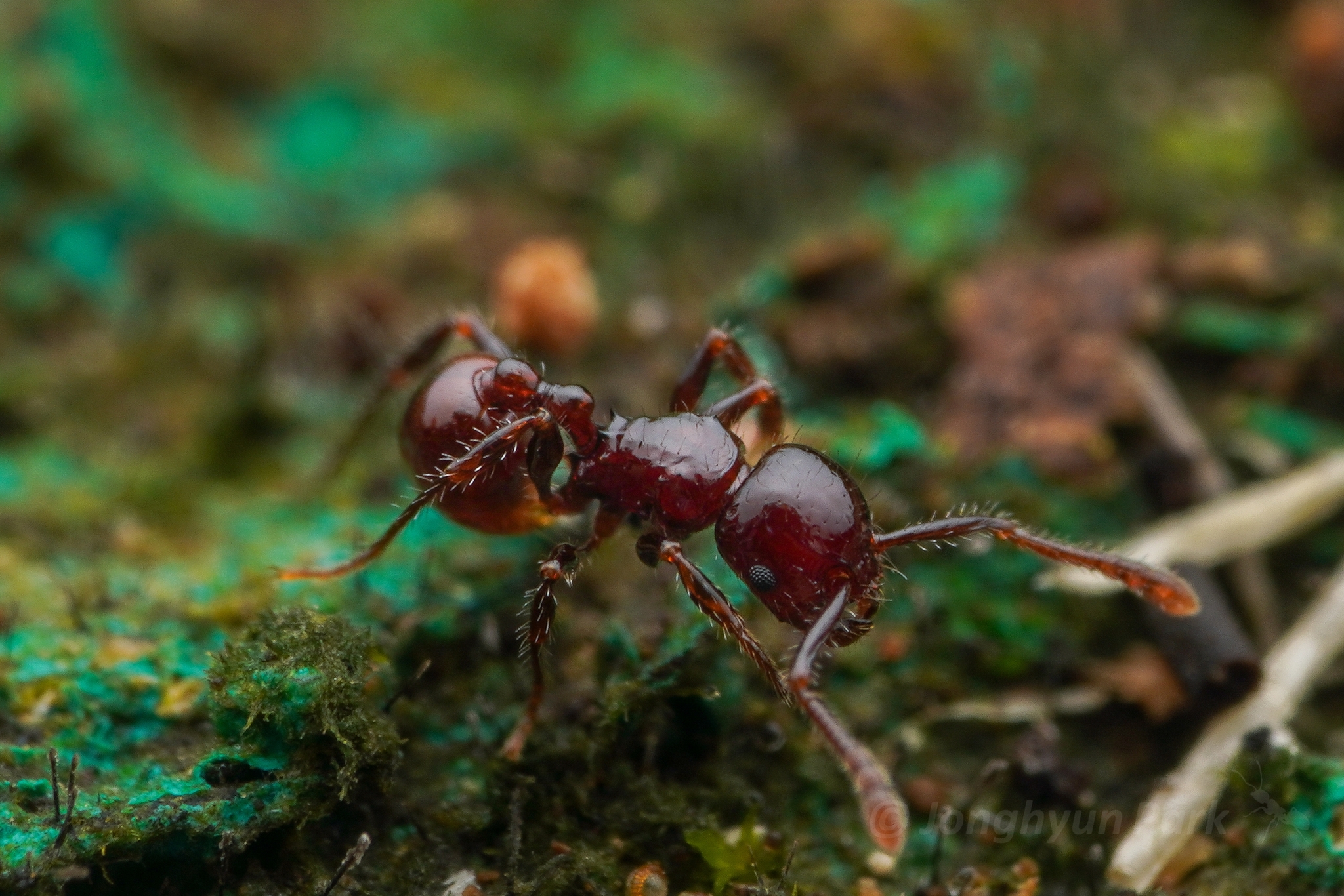 Pristomyrmex collinus