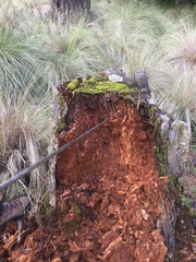 Pseudoeurycea leprosa