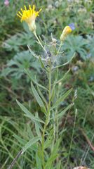 Galatella biflora