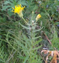Galatella biflora