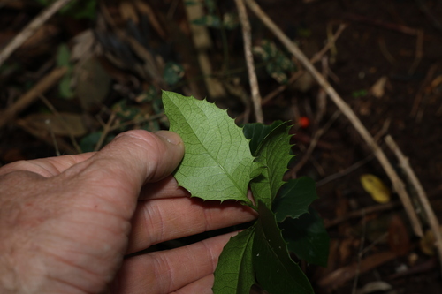 Image of Denhamia bilocularis by (c) Greg Tasney, some rights reserved (CC BY-SA)