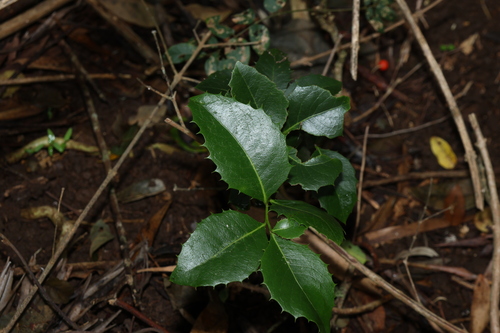 Image of Denhamia bilocularis by (c) Greg Tasney, some rights reserved (CC BY-SA)