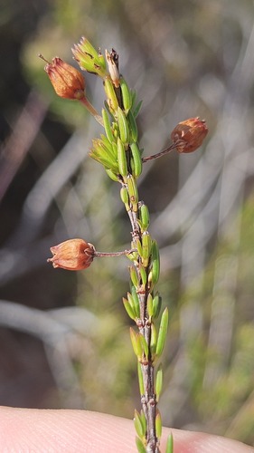 Hooknose Heath (Erica globulifera)