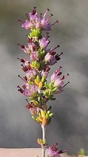 Klotzch Heath (Erica klotzschii)