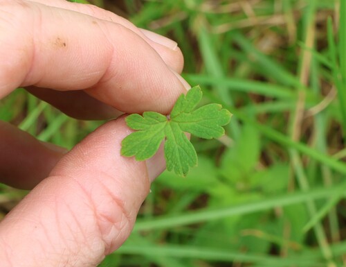 Image of Geranium homeanum by (c) Greg Tasney, some rights reserved (CC BY-SA)
