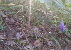 Adenophora stenanthina