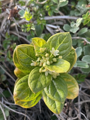 Vincetoxicum japonicum iNat (1)