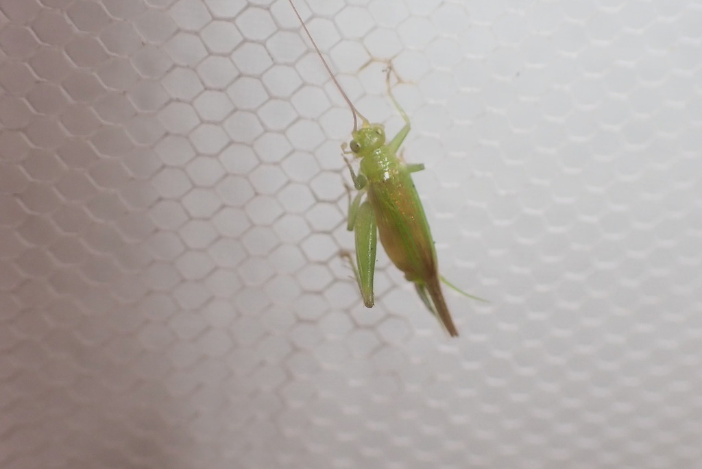 Zarceus major