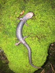 Pseudoeurycea leprosa