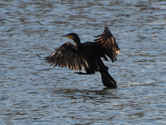Phalacrocorax carbo