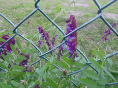 Vicia eriocarpa