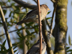 Passer domesticus