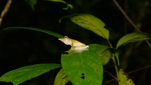 Litoria prora, 2025-03-05