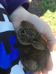 Sylvilagus floridanus