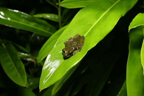Litoria thesaurensis observed 2025-03-05