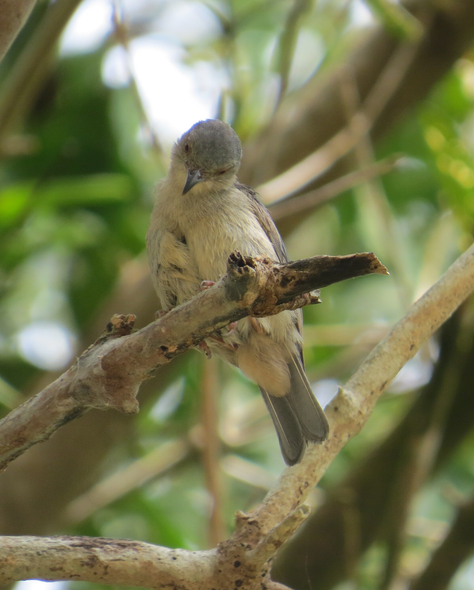 Bicolored Conebill (Conirostrum bicolor), photo 9