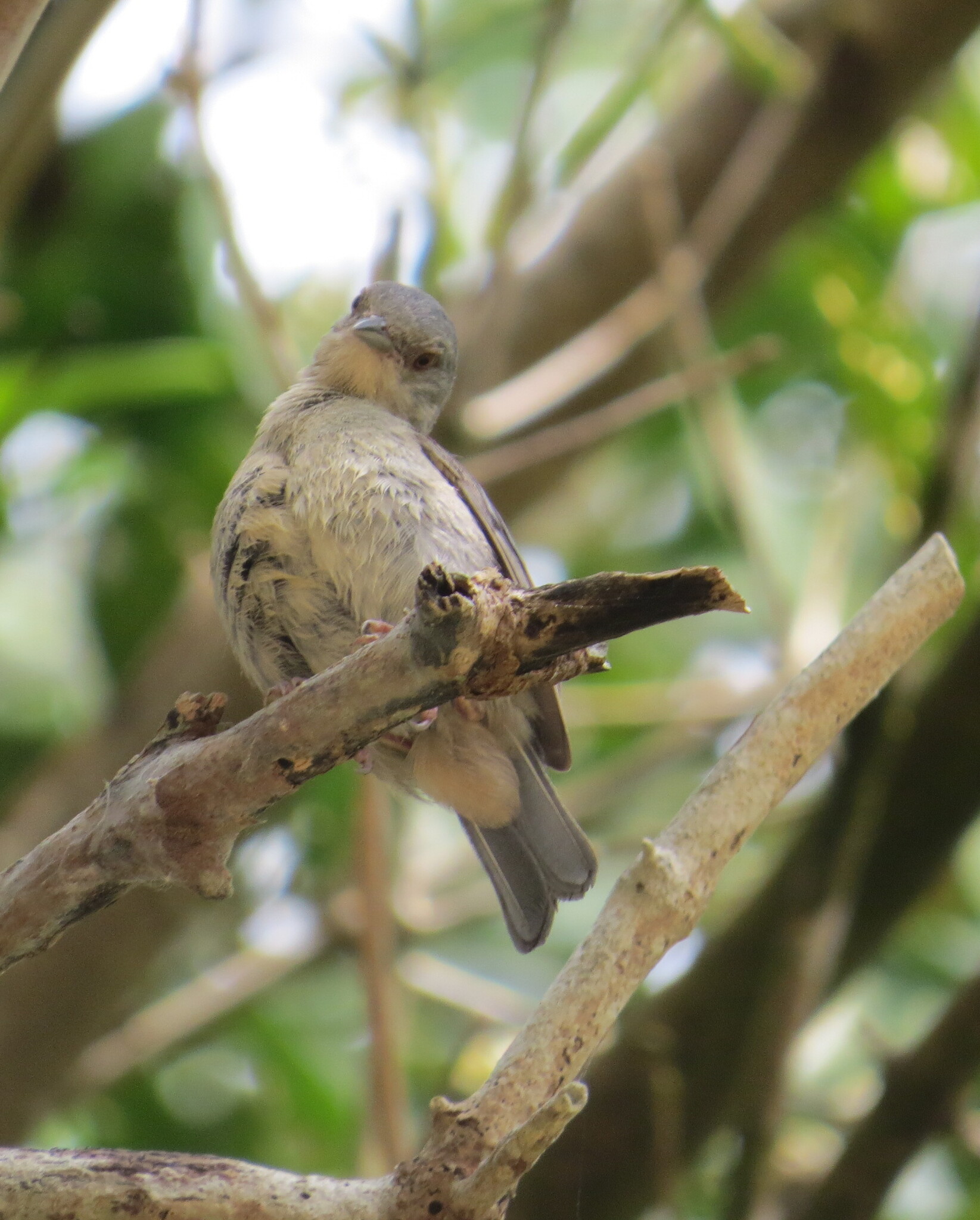 Bicolored Conebill (Conirostrum bicolor), photo 10