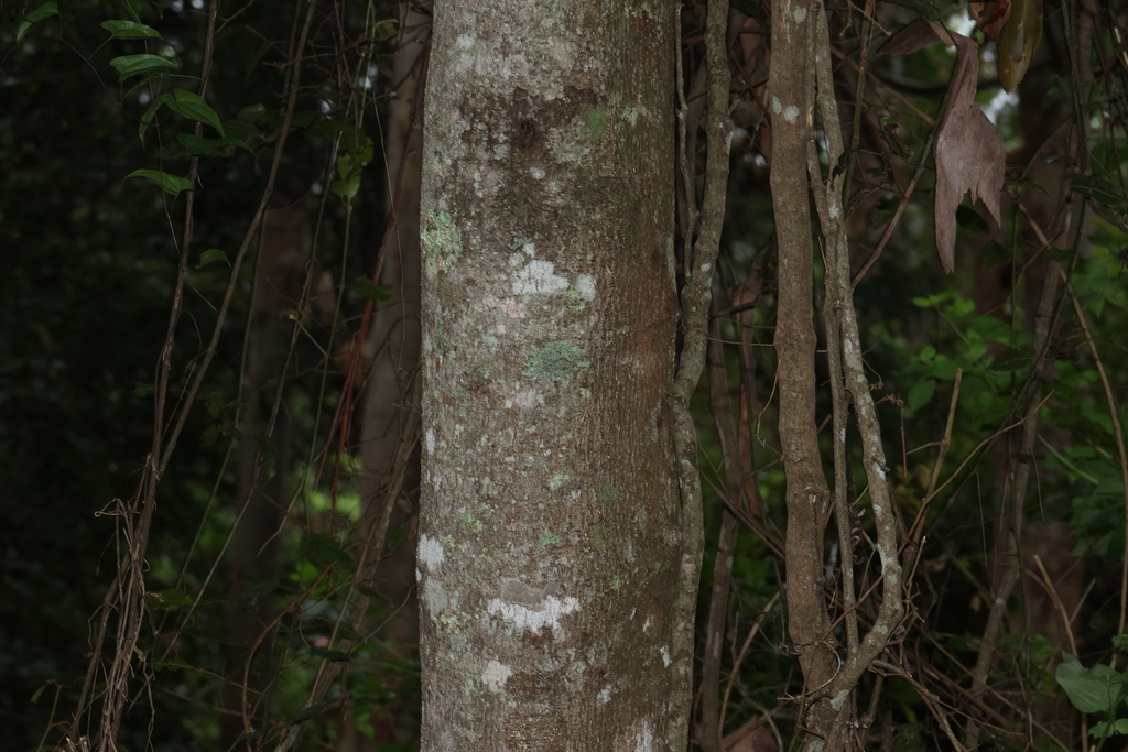 Cassia marksiana; photograph (c) Greg Tasney, some rights reserved (CC BY-SA)