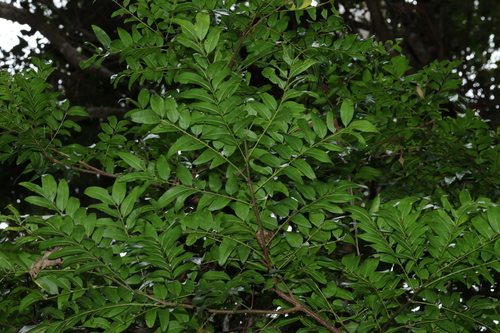 Cassia marksiana, photograph 1