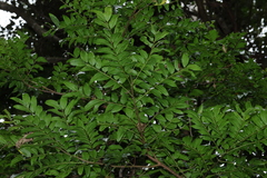 (c) Greg Tasney, some rights reserved (CC BY-SA) Cassia marksiana, photograph (c) Greg Tasney, some rights reserved (CC BY-SA)