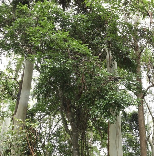 Cassia marksiana, photograph 3