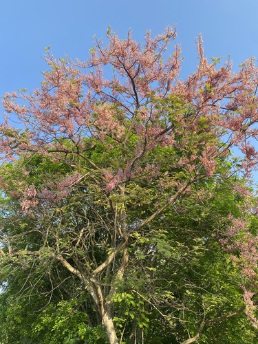 Foto de Sibipiruna
