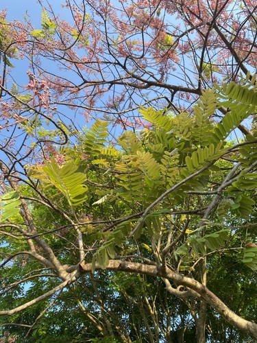 Foto de Sibipiruna