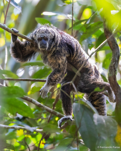 White-faced Saki (Pithecia pithecia), listed as Least Concern on the IUCN Red List