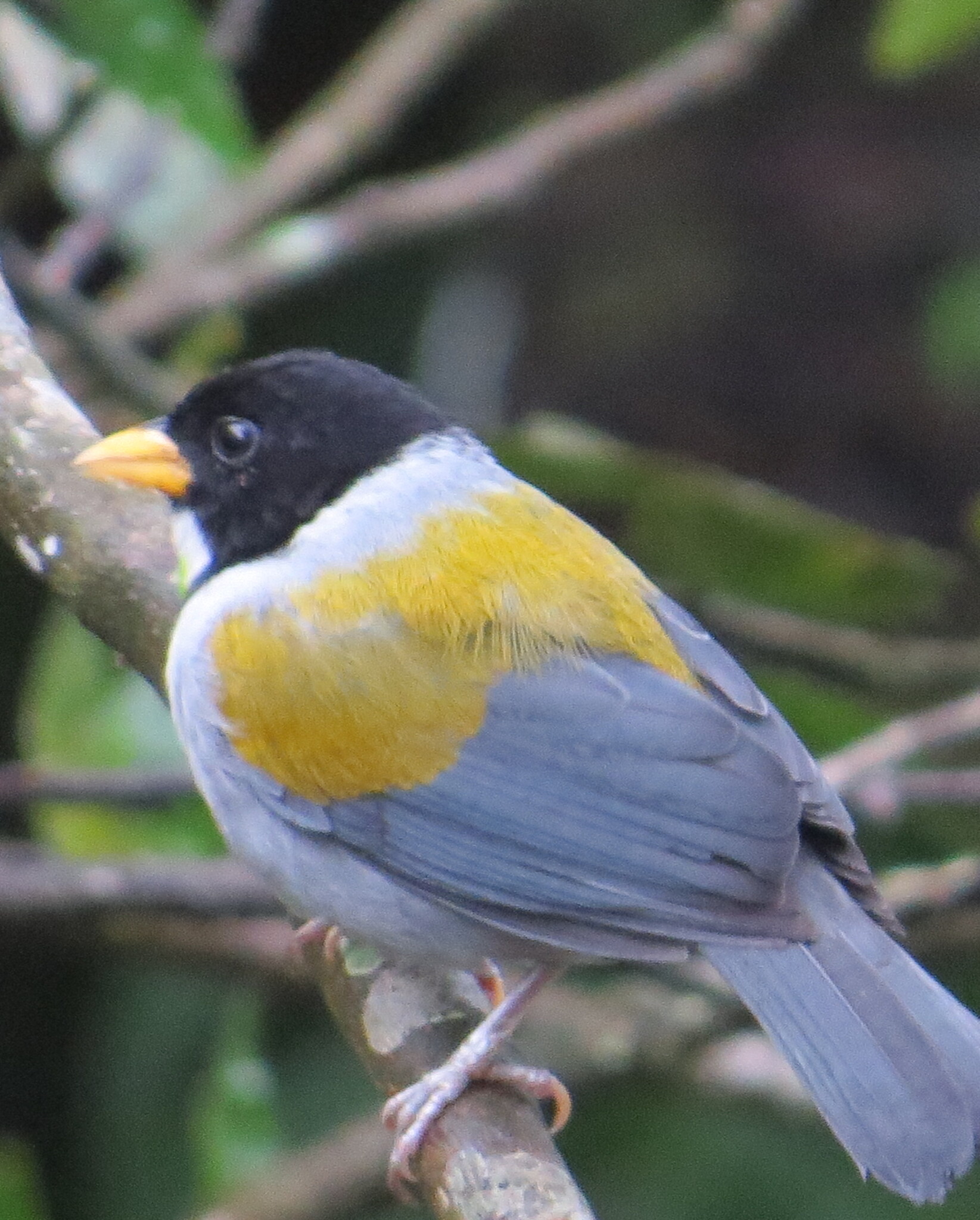 Golden-winged Sparrow (Arremon schlegeli), photo 4
