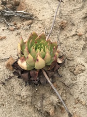 Dudleya ingens