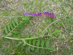 Vicia eriocarpa