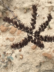 Dudleya ingens