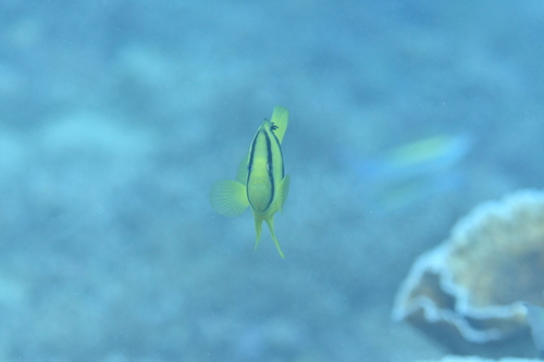 Barred soapfish (Diploprion bifasciatum) — Serranidae — 4