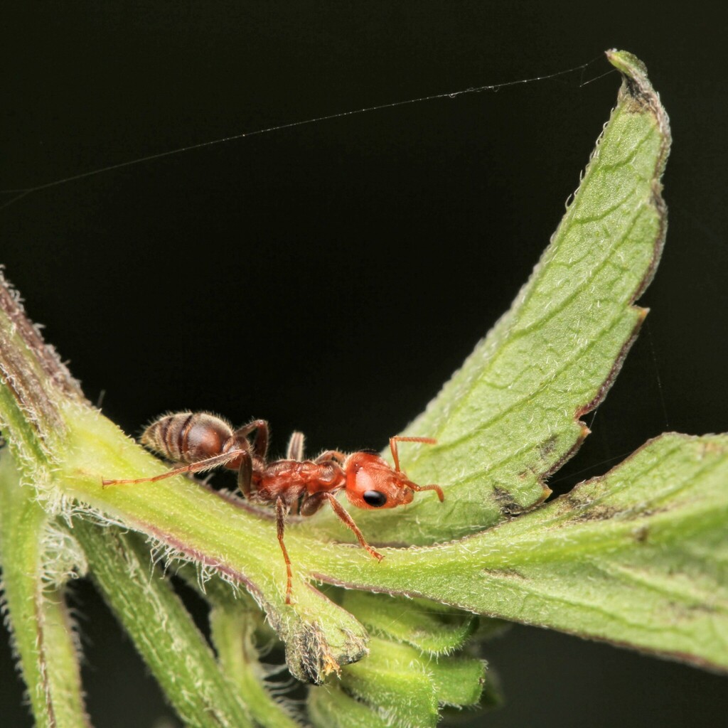 Pseudomyrmex kuenckeli