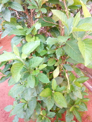 Gymnanthemum amygdalinum