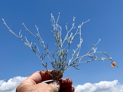 Sphaeralcea leptophylla